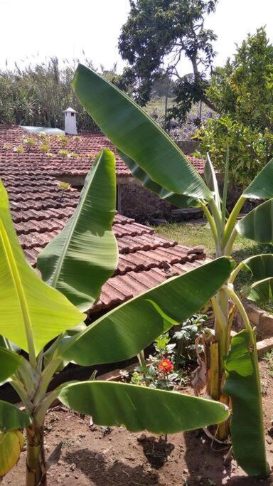 Rural House To Take A Break, La Serreria 25 - Private Garden Tacoronte Extérieur photo